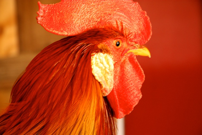 Rooster